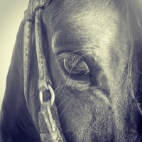 /album/fotogaleria/a10443414-10205759598490605-5874973104804610111-n-jpg/